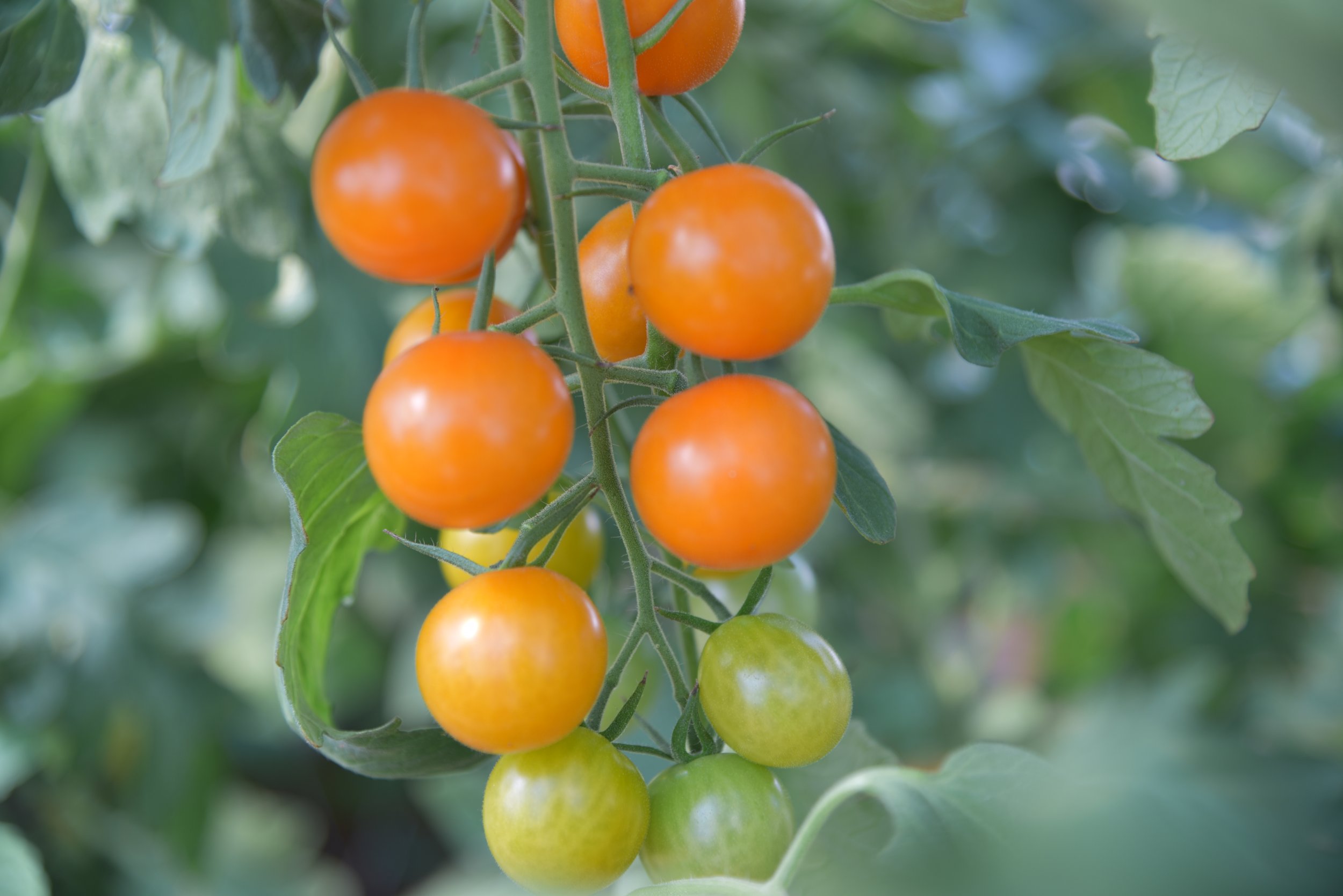 Ripe orange and green cherry tomatoes growing on a vine, surrounded by lush green leaves in a garden setting.